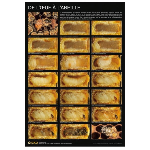 affiche-educative-de loeuf a labeille-lega POSTER PÉDAGOGIQUE LEGA – Image 1